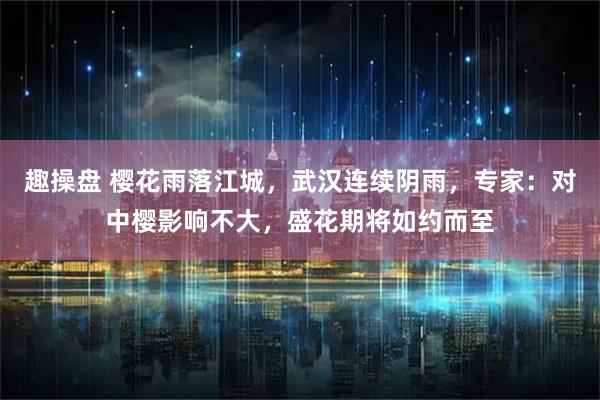 趣操盘 樱花雨落江城，武汉连续阴雨，专家：对中樱影响不大，盛花期将如约而至